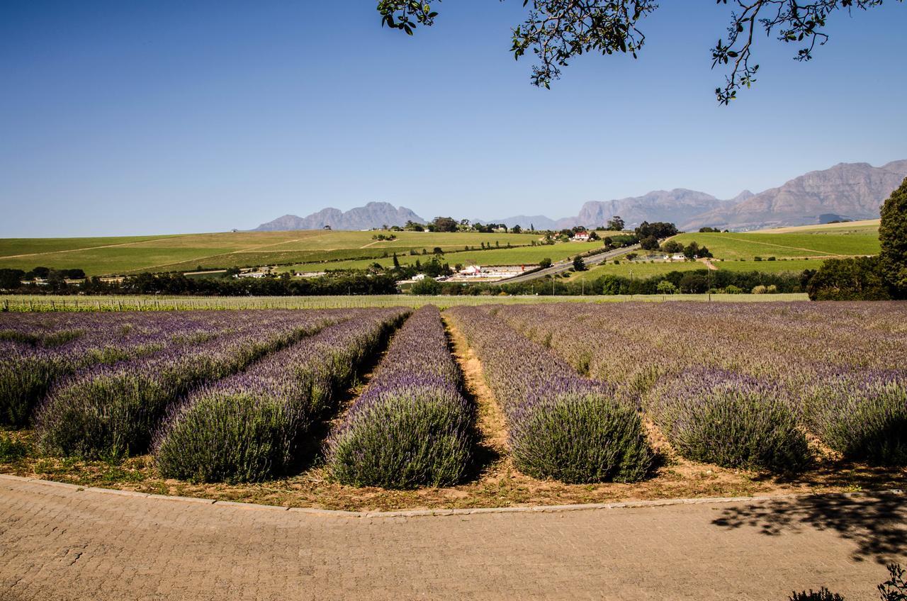 Lavinia Lifestyle Villa Stellenbosch Exteriör bild